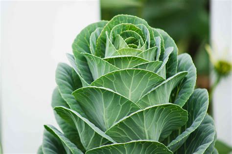 How To Grow And Care For Collard Greens
