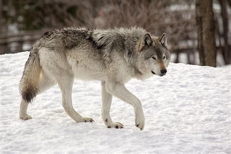 Wolf On The Prowl Photograph By Eunice Gibb Fine Art America