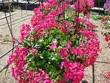 Pictures of Pink Perennial Flowers