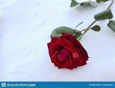 Red Rose In Snow Stock Photo Image Of Isolated Holiday 240516980