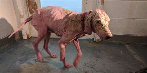 Bald Dog Found In Utah Desert Makes Amazing Transformation The Dodo