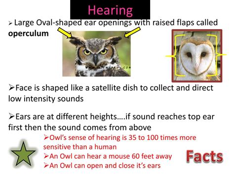 Ppt Barn Owl Adaptations Powerpoint Presentation Free Download Id