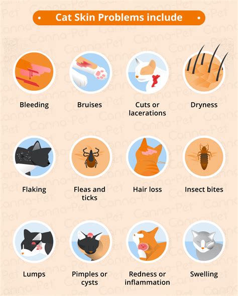 Do you know what causes it? Cat Skin Conditions & Natural Remedies | Canna-Pet