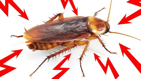 13 Effective Home Remedies For Cockroaches Get Rid Of Them Fast Youtube