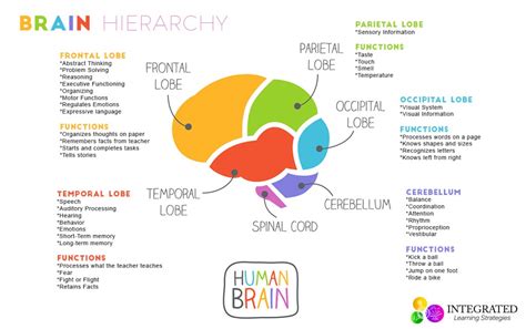 Brain Hierarchy When Your Childs Lower Brain Levels Are