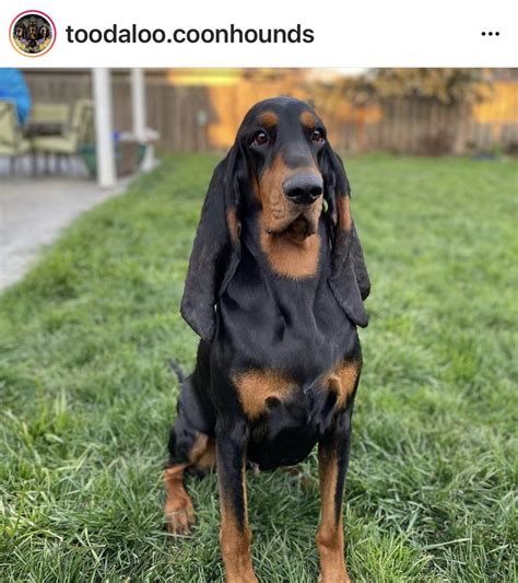 Pin By Becky Krichevsky On Black And Tan Coonhounds Coonhound Black And Tan Old Fashioned