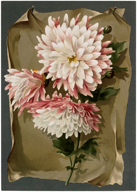11 Pictures Of Chrysanthemums Mums Flowers The Graphics Fairy