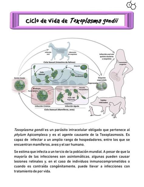 Ciclo de vida de Toxoplasma gondii Infografía Aye4A uDocz