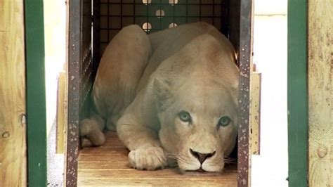 Rare White Lions Flown To Kents Big Cat Sanctuary Bbc News