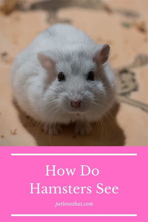 How Do Hamsters See Hamster Pets Cats Pets