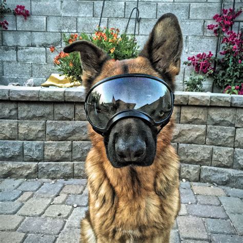 Rex Specs Youre Welcome Dog Goggles Dog Safe Protective Dogs