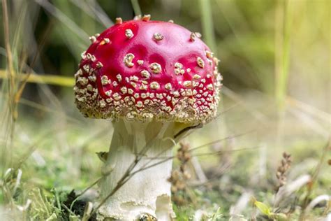 Amanita Beautiful Autumn Red Mushroom Stock Image Image Of Poisonous