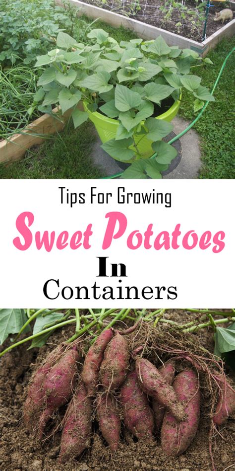 Easy Tips How To Plant And Grow Sweet Potatoes Growing