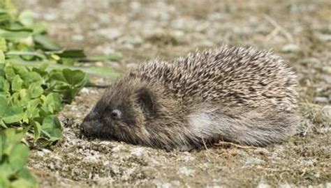 Hedgehogs and porcupines, though both have prickly backs, differ from each other in many ways. The Differences Between a Porcupine and a Hedgehog | Sciencing