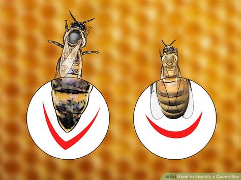 4 Ways To Identify A Queen Bee Wikihow