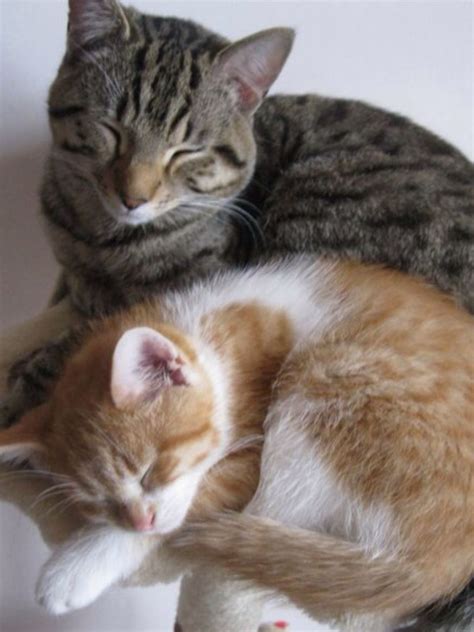 Browse through our available animals for adoption and be prepared to fall in love! Cats for adoption | Glasgow, Lanarkshire | Pets4Homes