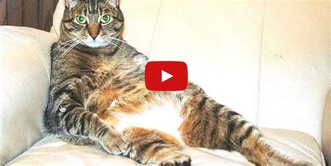Cats Sitting Like Humans Cat Sitting Kittens Funny Best Cat S