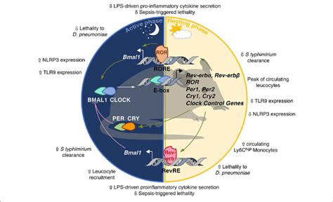 The Molecular Circadian Clock In Mammals The Molecular Clockwork Is