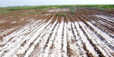 Reclamation Of Saline Sodic Soils In Pakistan پاکستان