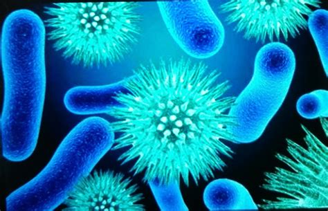 What Are Pathogens Name Any Two Pathogens Each That Cause Disease In