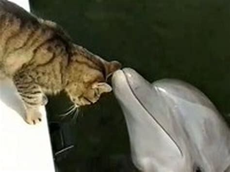 What This Kitty And Dolphin Do Together Will Make Your Day