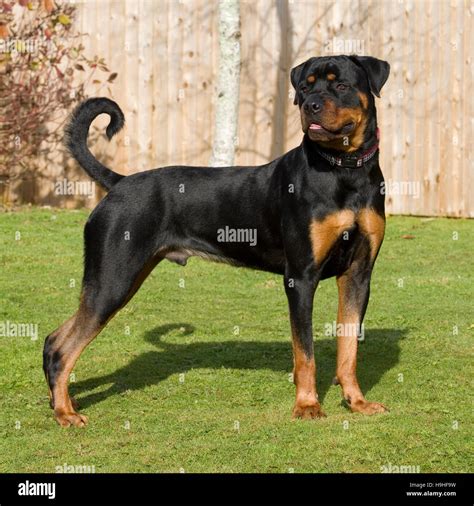 Side View Rottweiler Standing Outside High Resolution Stock Photography