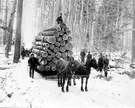 Lumbering Michigan White Pine At Grayling Logger Camp Archies
