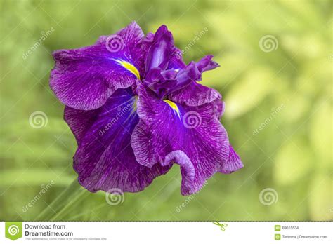 Violet Iris Japonica Closeup Stock Photo Image Of Flower Background