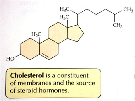 There Is Cholesterol in Some Plants | CalorieBee