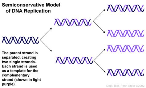 27 Dna Replication Transcription Translation The Biology Classroom