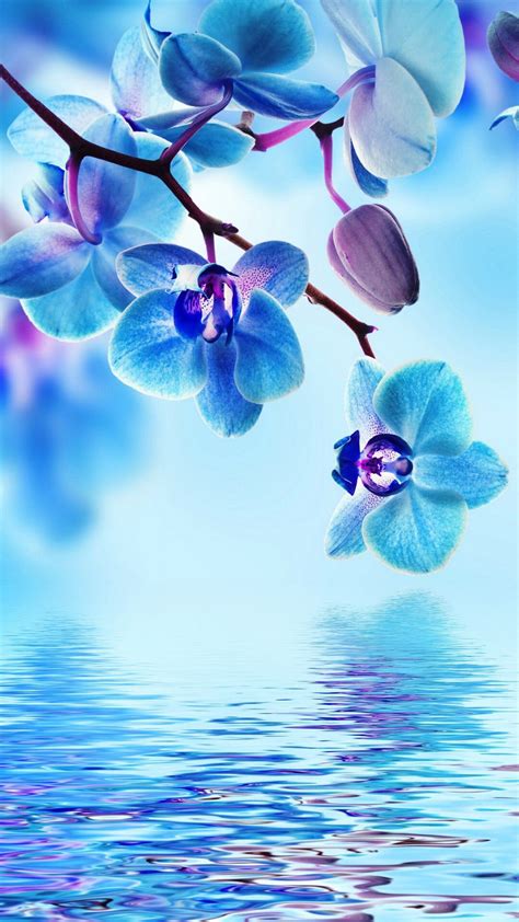 Beautiful Blue Wallpaper Flowers 100 000 Best Blue Flowers Photos 100