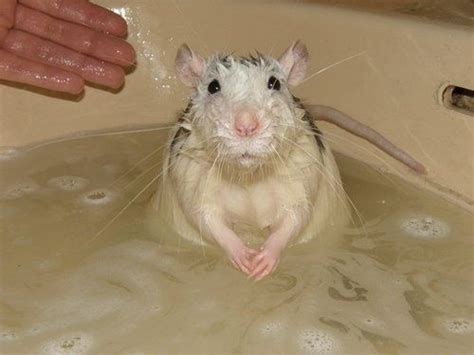 Pet Rat Having A Bath Pet Rats Cute Rats Funny Rats