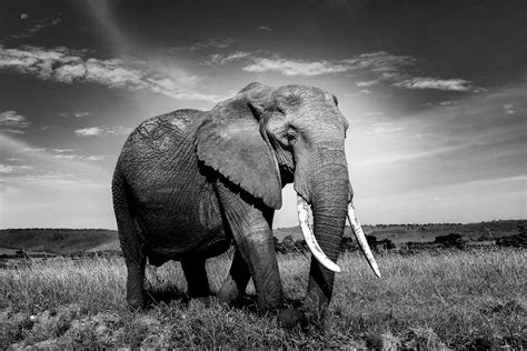 How To Photograph Wildlife In Black And White Nature Ttl