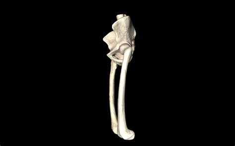 Hip Joint Hip Bone Sacrum Femur Only Bones Medically Accu 3d