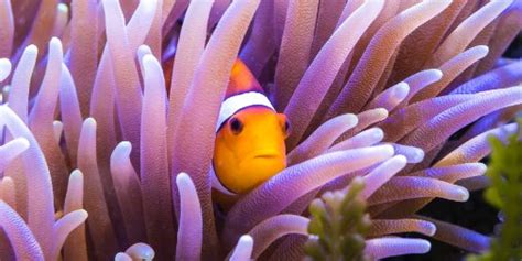 Clownfish And Sea Anemone Relationship
