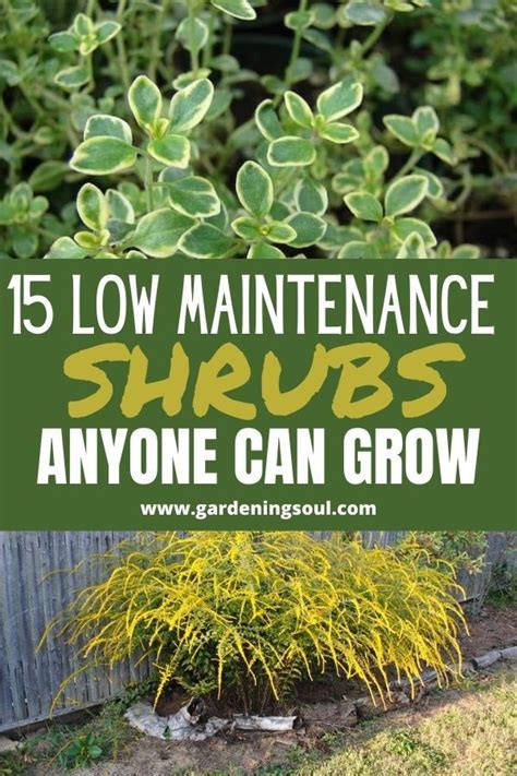 15 Low Maintenance Shrubs Anyone Can Grow Low Maintenance Shrubs