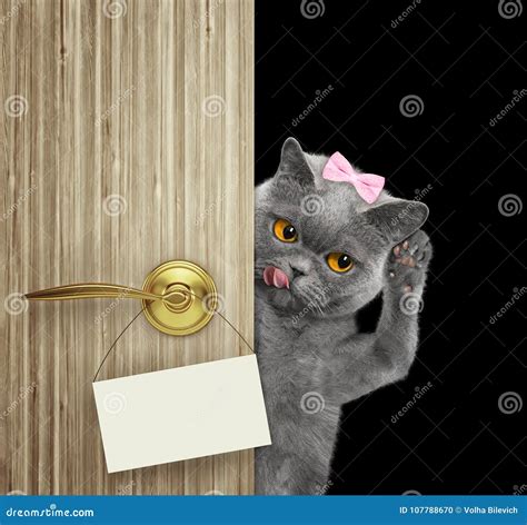 Happy Cat Peeks Out From Behind The Door Isolated On Black Stock Photo