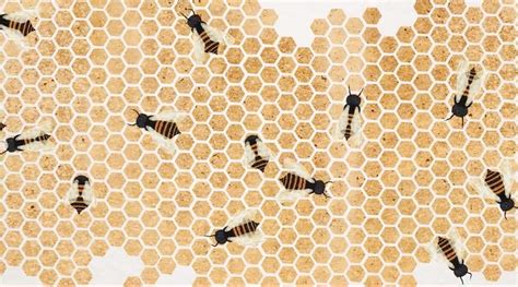 Why Bees Build Perfect Hexagons — Modern Hive