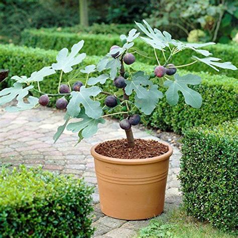 How To Grow Figs Planting And Caring For Fig Trees