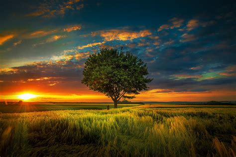 Photograph Summer Sunset By Rolf Nachbar Tree Grass Clouds Beauty