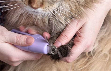 How To Trim Cat Claws With These 5 Tips Scratchpay