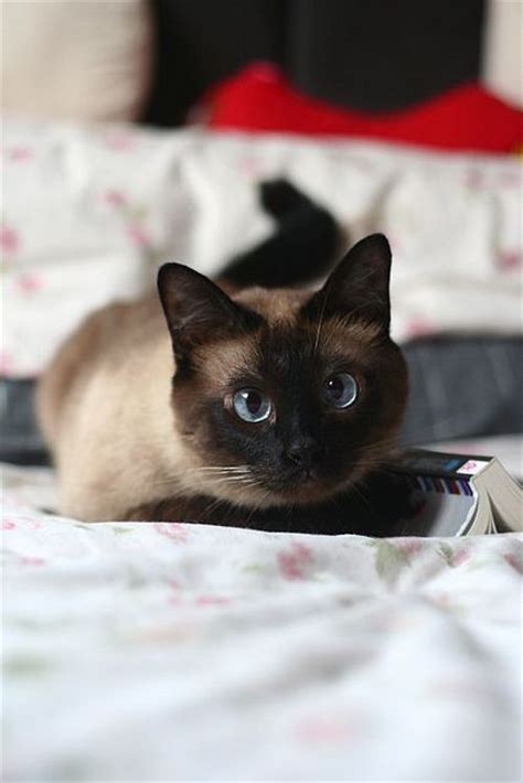17 Best Images About Stunning Siamese Cats On Pinterest