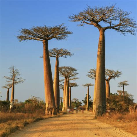 The beauty uses of baobab oil - NewFashion