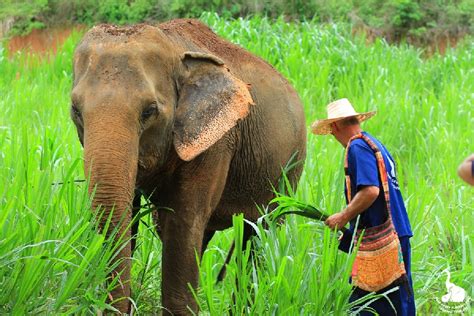 The Importance Of Elephant Conservation Elephant Sanctuary Park In