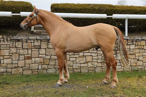 Stallion Selection Results 2021 Horse Sport Ireland