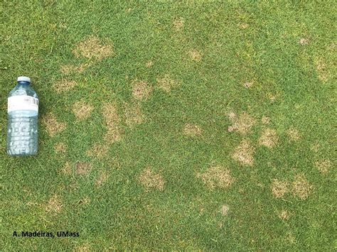 De bermuda dollar (bmd) is de munteenheid van bermuda. Turf: Dollar Spot | UMass Center for Agriculture, Food and ...