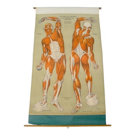 Vintage Wall Chart Poster Human Anatomy Muscular System Scientific Illustration Scientific