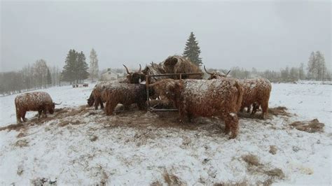 Scottish Highland Cattle In Finland Second Winter Snow Returns Again