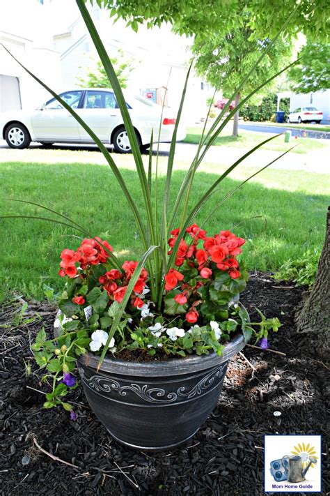 Begonia, cane begonia, angel wing begonia 'good 'n plenty' (begonia) by panamoncreel. DIY Shade Container Garden