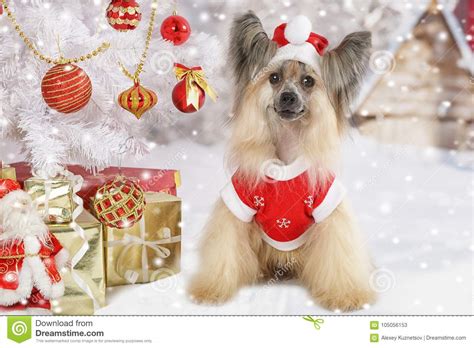 Chinese Crested Dogs In A Christmas Costume Stock Image Image Of